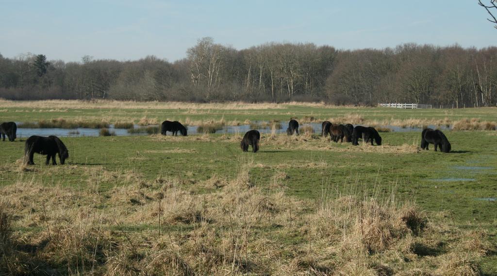 Budget Hotel Vrouwenpolder Buitenkant foto